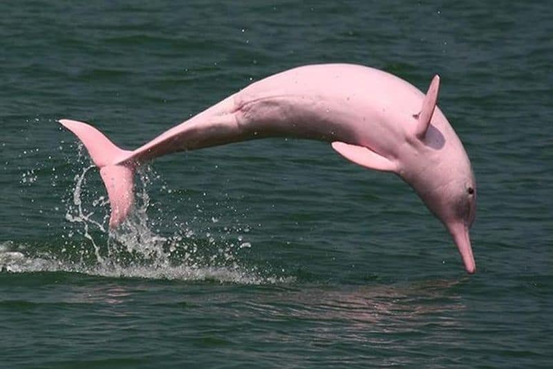 Delfin roz observat în apropiere de Hong Kong - Este o specie rară