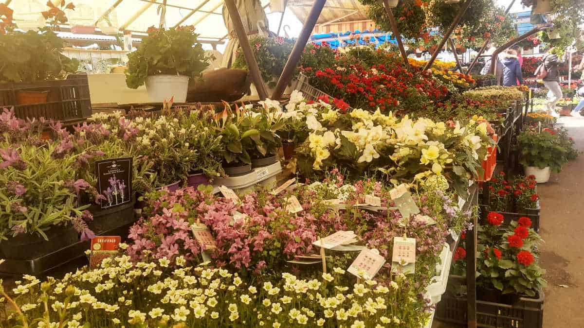 Piata Flora FOTO Mii de flori în Piața Cibin - Panseluțele și crăițele se află ...