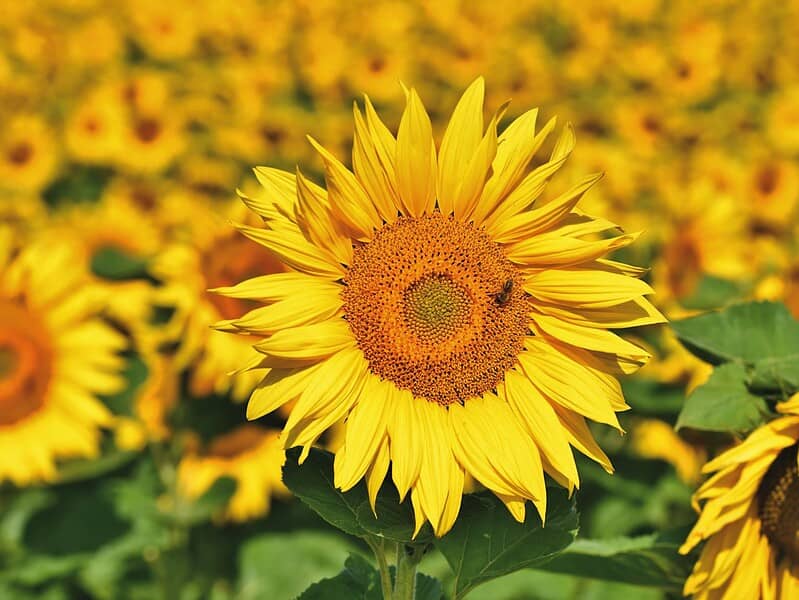 close up shot of a sunflower in bloom
