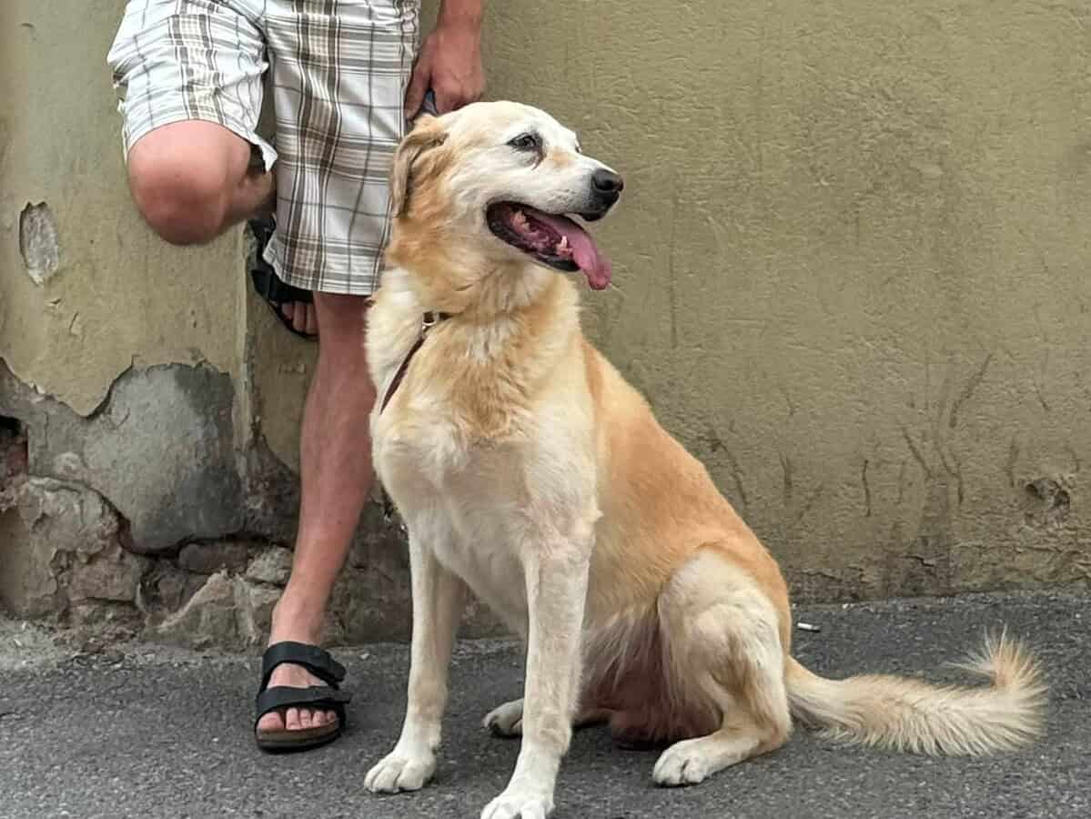 Lucky, câine labrador metis de culoare crem, lângă stăpânul său pe stradă