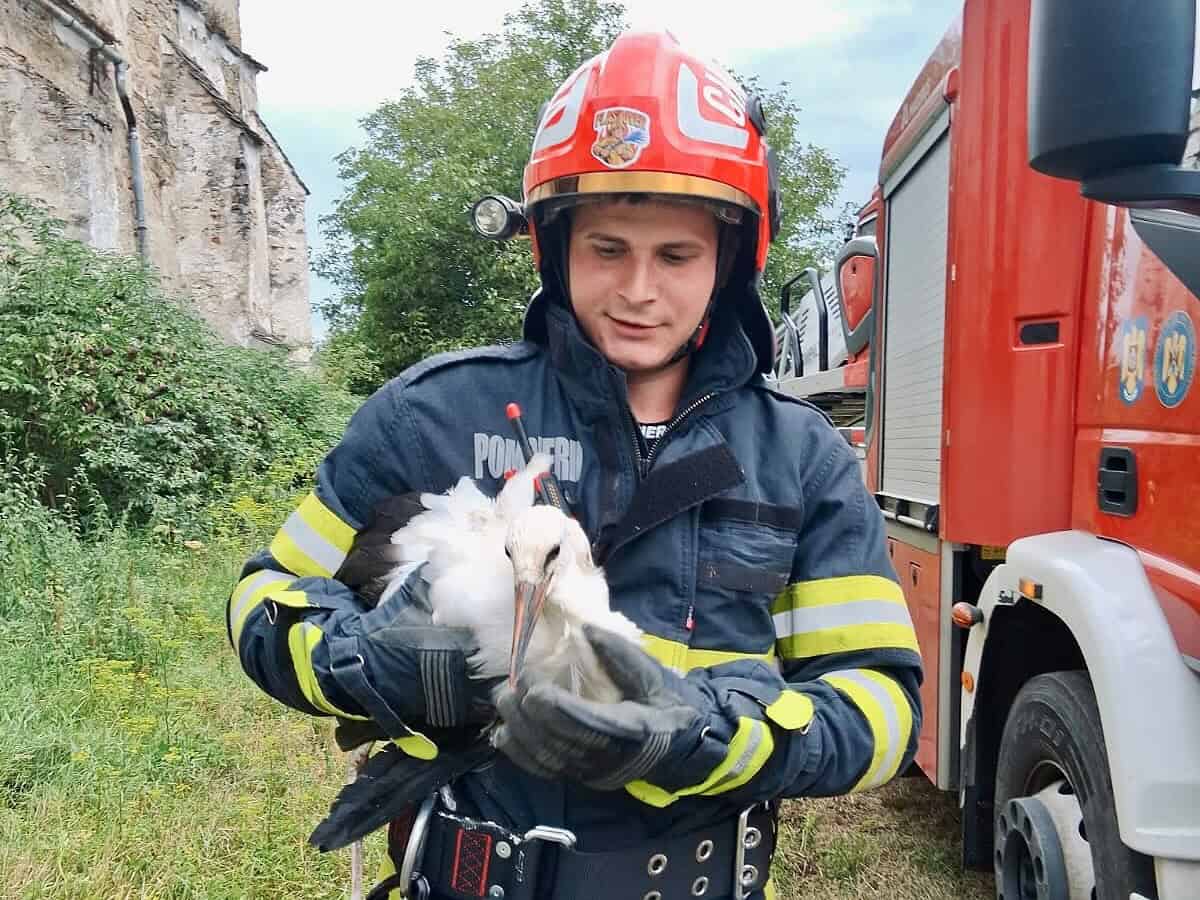 Vard: Pompierii au salvat de pe acoperiș un pui de barză