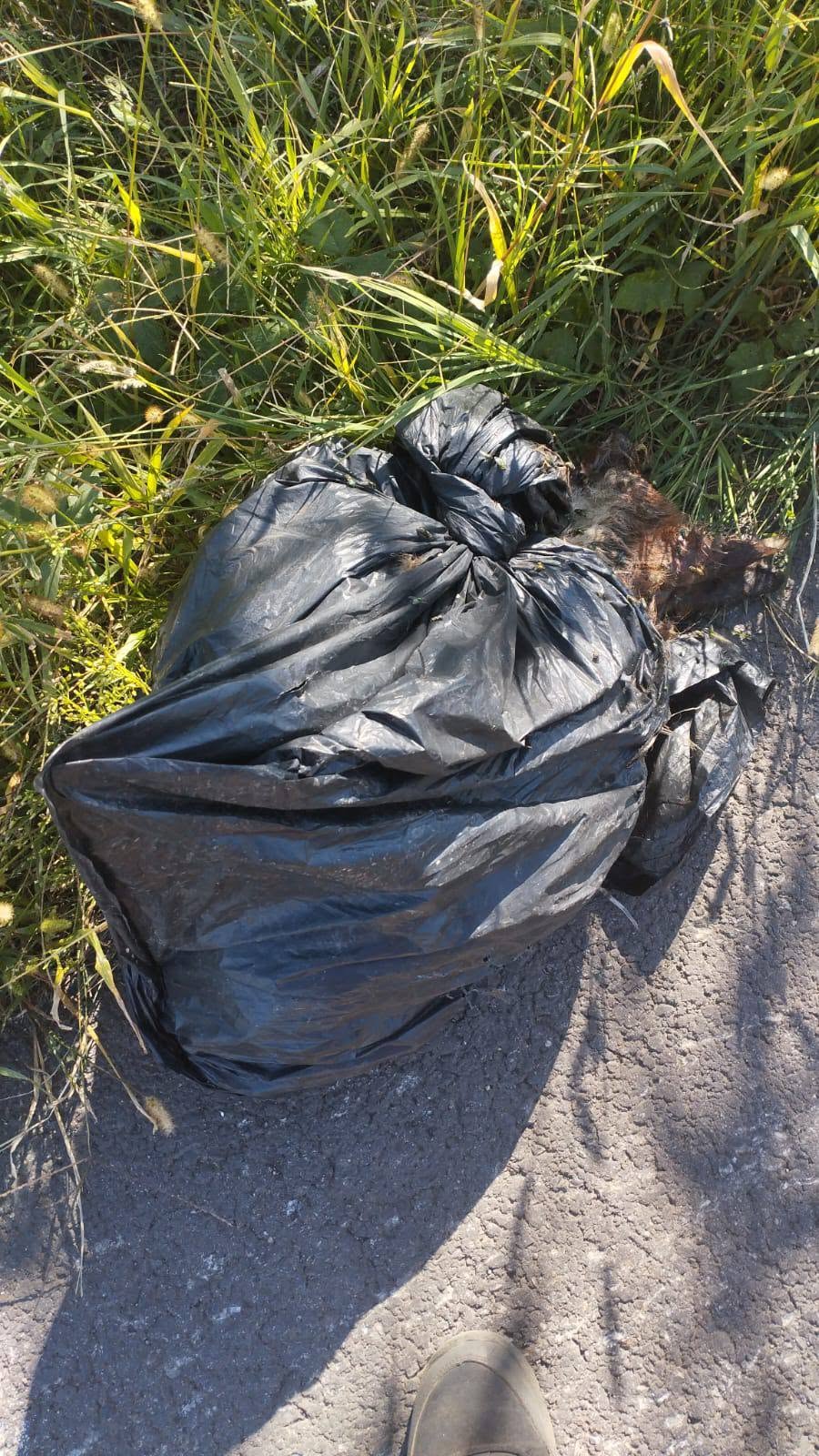 Cățel lăsat să moară într-un sac, în Nemșa: „Este crunt ce se întâmplă. A devenit un trend”