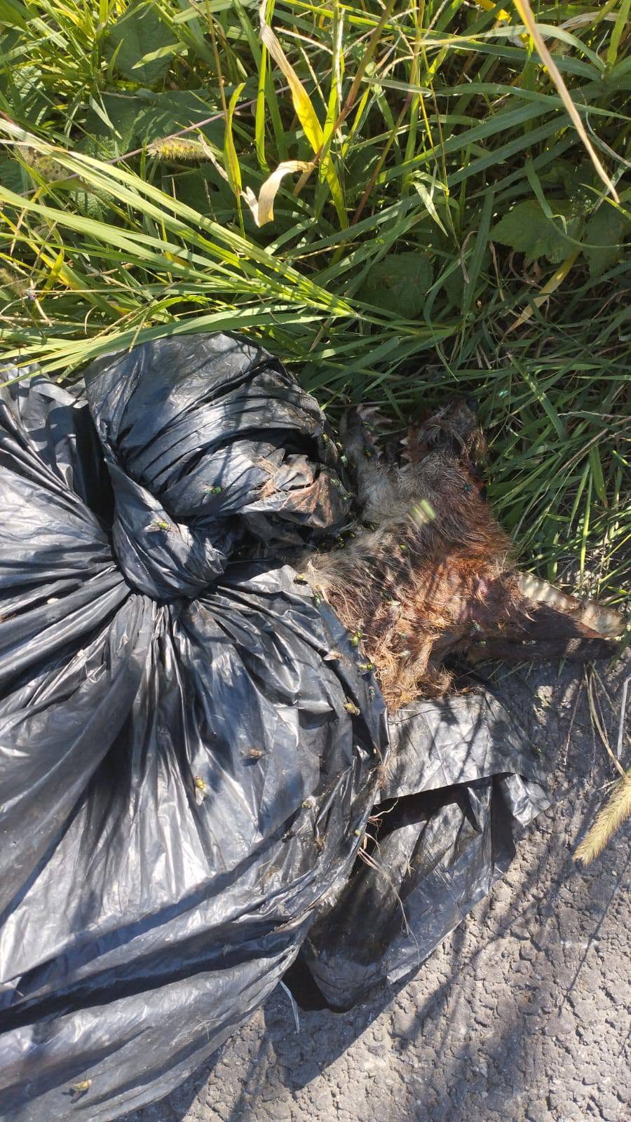 Cățel lăsat să moară într-un sac, în Nemșa: „Este crunt ce se întâmplă. A devenit un trend”