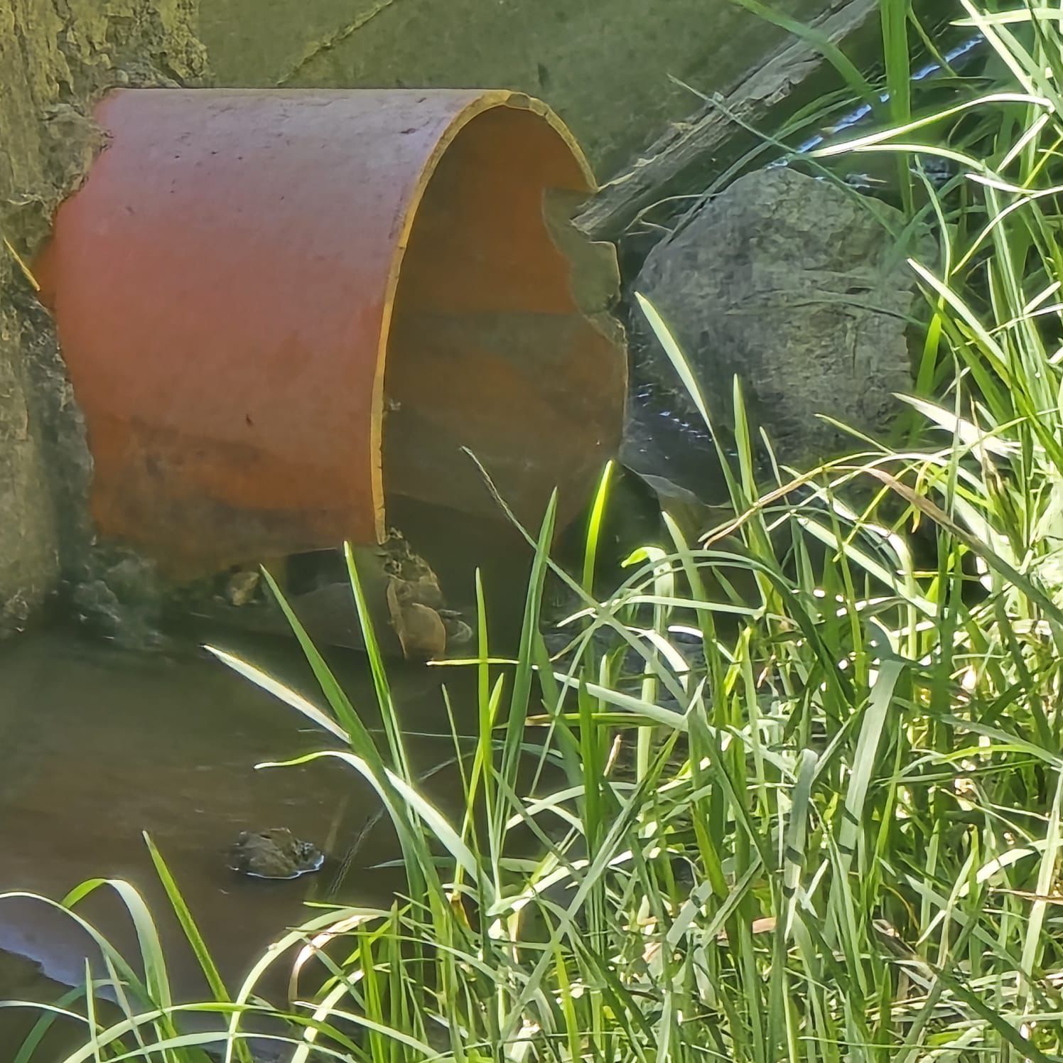 Un localnic din Cisnădie reclamă deversări de uleiuri și ape uzate în Valea Ursului: „Multe familii au legat canalizarea direct în râu” / video foto