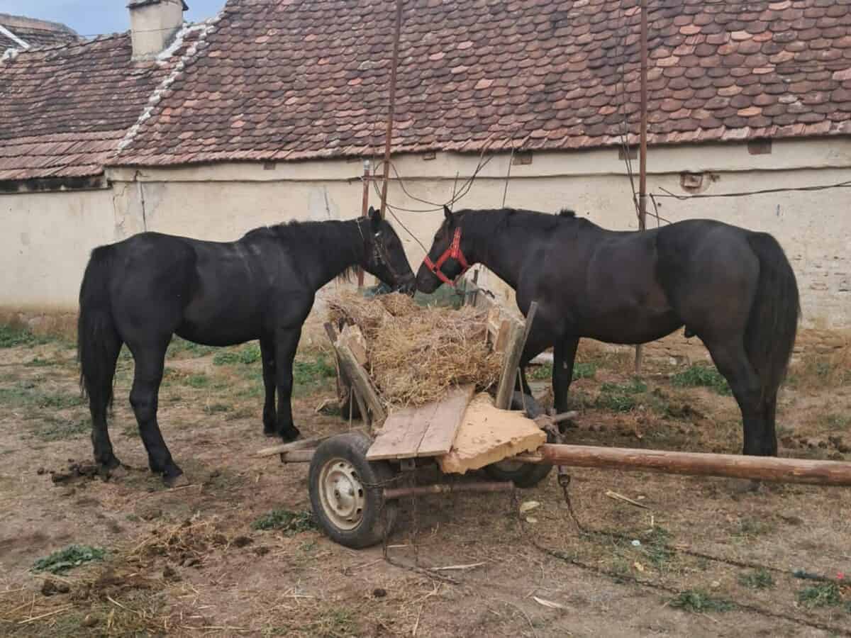 Furt ca în codru la Hosman: baloți de fân sustrași, abandonați pe câmp cu tot cu căruțe / foto