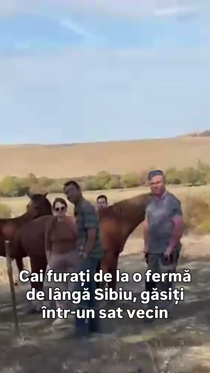 Cai furați de la o fermă de lângă Sibiu, găsiți într-un sat vecin: cine a dat alarma și a chemat poliția — VIDEO